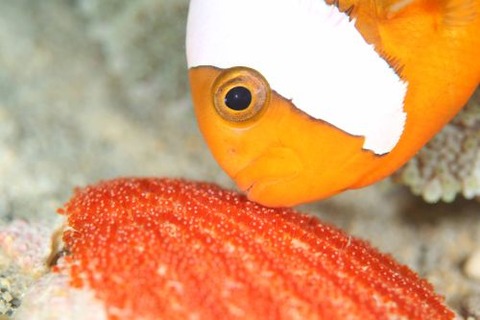 トウアカクマノミ