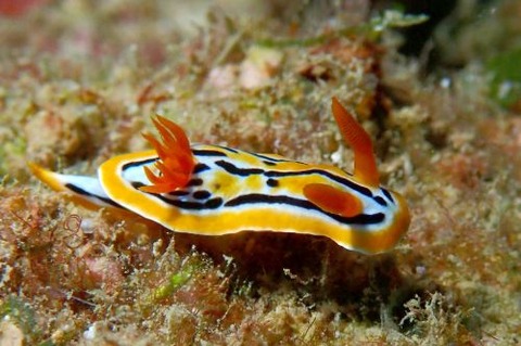 コールマンウミウシ