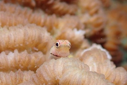 イシガキカエルウオ