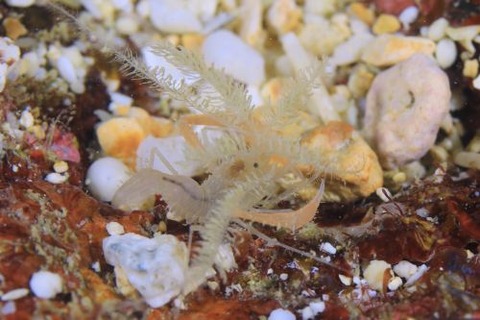 ミクロプロステマ・プルミコールネ