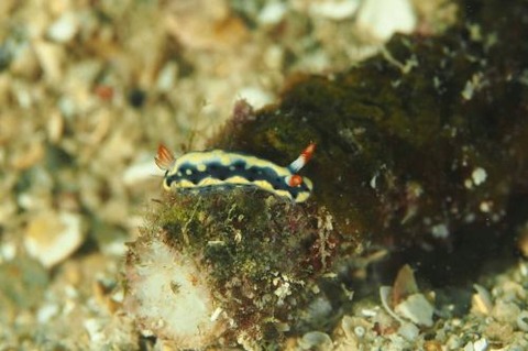 ホシゾラウミウシ