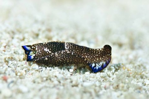 アミメキセワタ