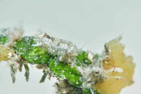 コツブムシのなかま