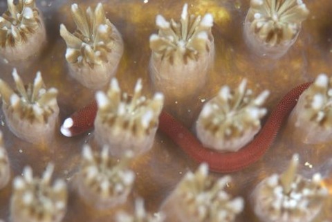 チンヨウジウオ