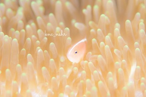 ハナビラクマノミ