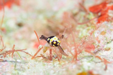 トンプソンアワツブガイ