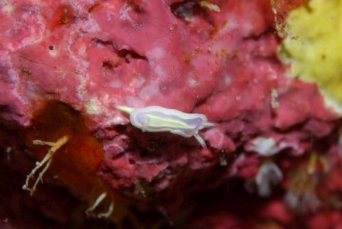 ウスフジイロウミウシ