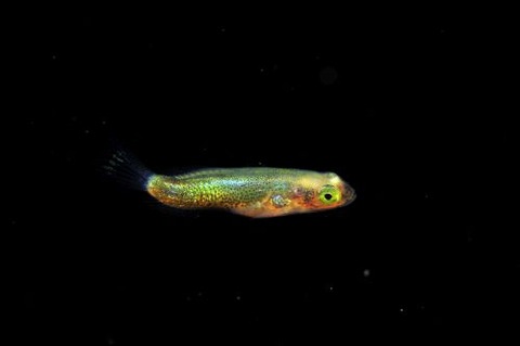 刺激的な水中生物