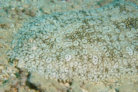 ミナミウシノシタ