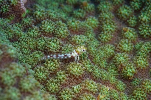 ヘビギンポ科の1種