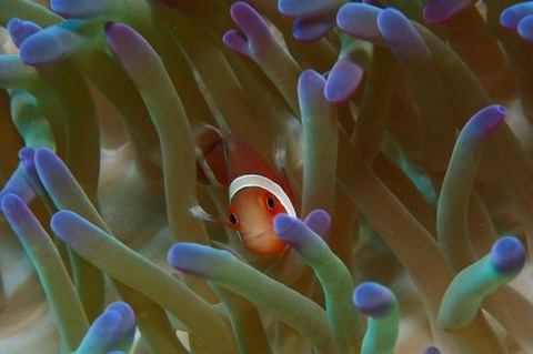 カクレクマノミ