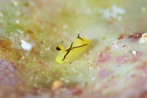 オレンジウミコチョウ