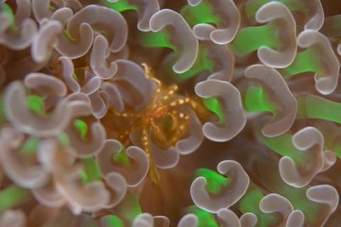 クモガニ科の1種