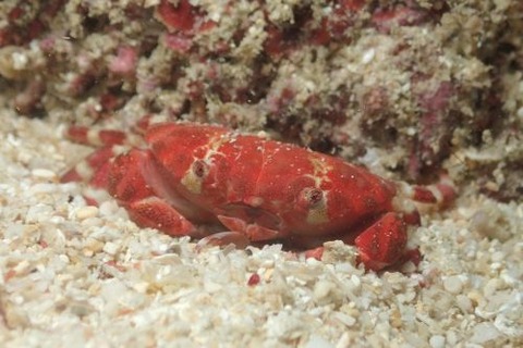 ヒメベニオウギガニ