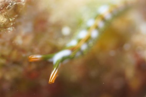 ハナミドリガイ