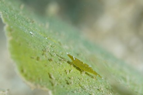 ヒラツノモエビ