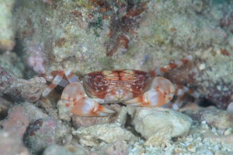 マルバガニ属の1種