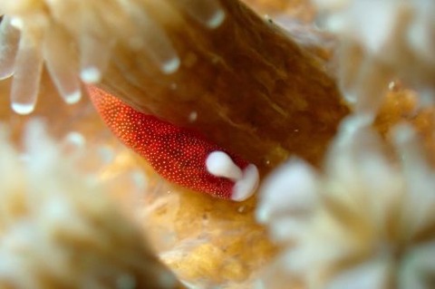 チンヨウジウオ