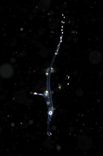 刺激的な水中生物