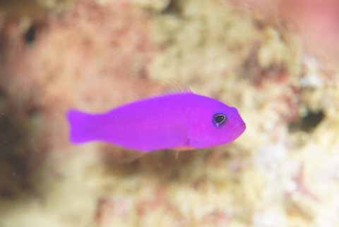 クレナイニセスズメ