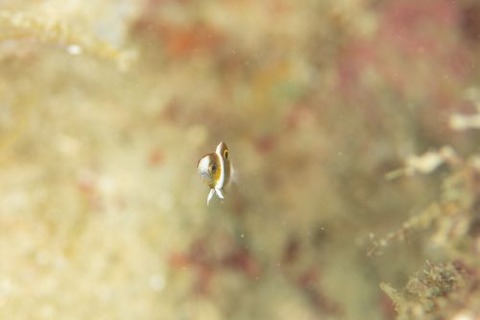 ダンダラスズメダイ