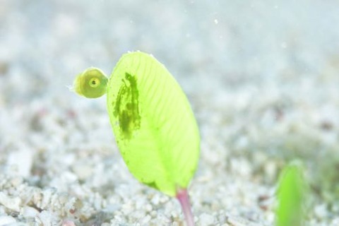 アオサハギ