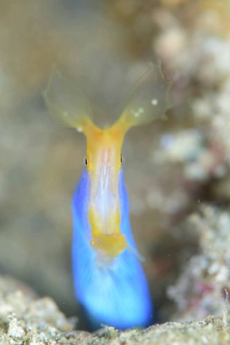 ハナヒゲウツボ