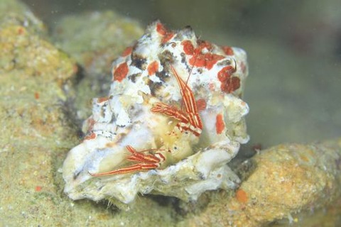 ダンダラヒメヨコバサミ