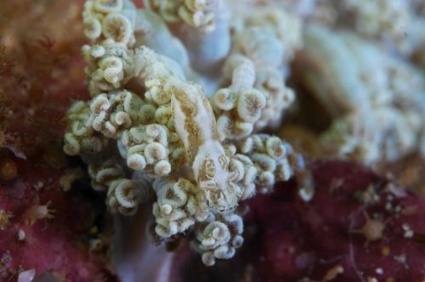 アザミカクレモエビ