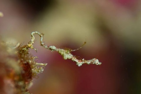 キオネミクティス・ルメンガニィ