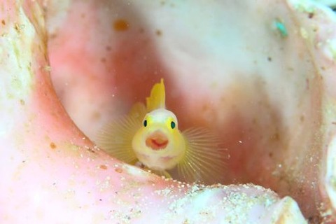 ナカモトイロワケハゼ