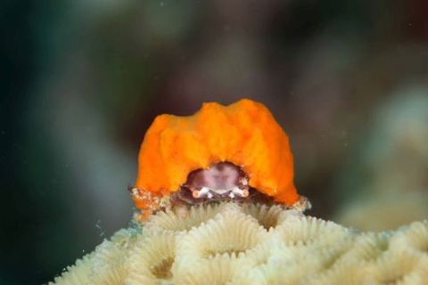 カイカムリ科の1種