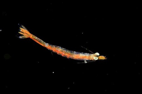 刺激的な水中生物