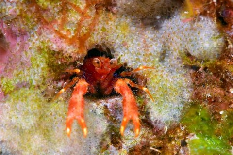 アナモリチュウコシオリエビ