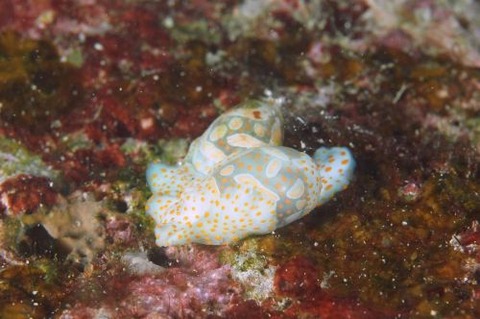 ミガキブドウガイ