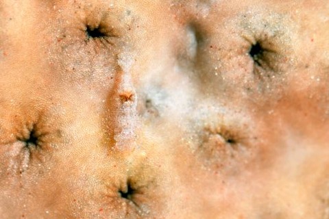 カクレモエビ属の1種