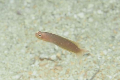 カメレオンタナバタメギス