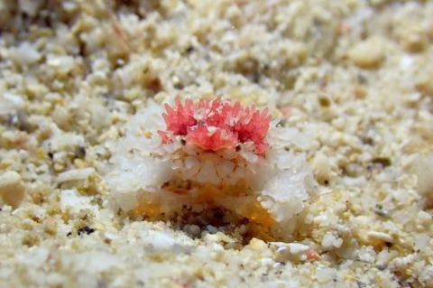 コンペイトウコブシガニ