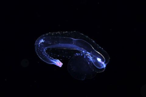 刺激的な水中生物