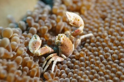 アカホシカニダマシ