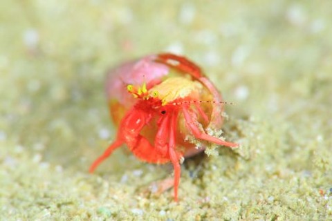 ボーランドミギキキヨコバサミ