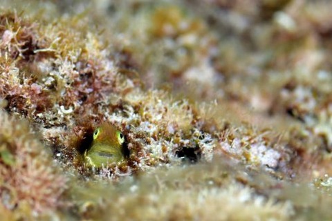 シシマイギンポ