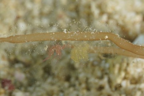 フィコカリス・シムランス