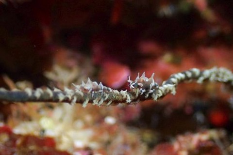 ビシャモンエビ