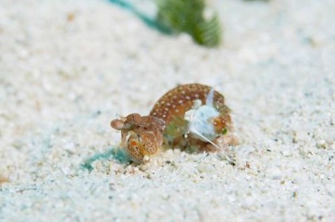 フトユビシャコモドキ属の1種