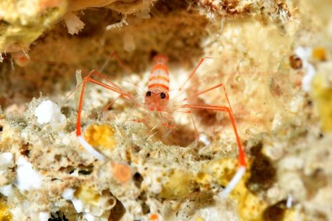 オクノスベスベオトヒメエビ