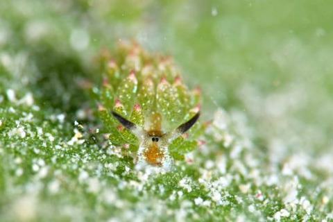 クサイロモウミウシ