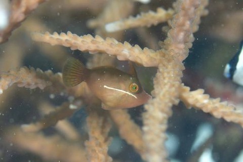 タテジマカワハギ