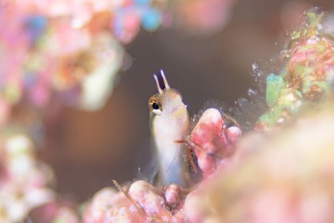 ヒトスジギンポ