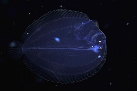 刺激的な水中生物